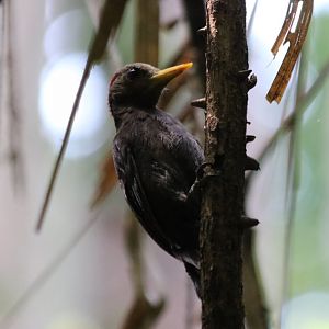 Maroon Woodpecker - Sepilok