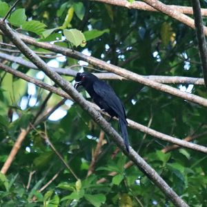 Bornean Black Magpie - Sepilok
