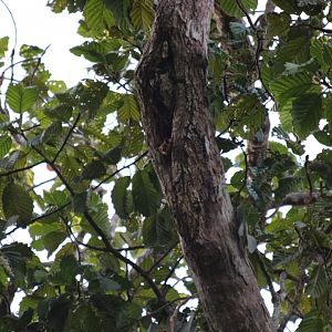 Well-hidden Red Giant Flying Squirrel - Sepilok