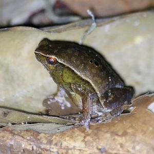 Leaf-like Frog - Sepilok