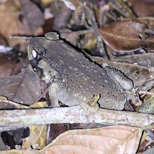 Toad - Sepilok