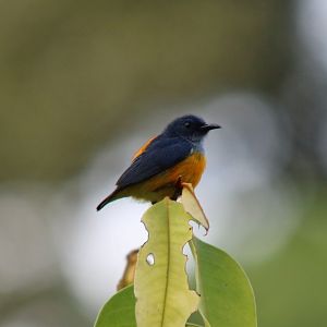 Orange-bellied Flowerpecker - Sepilok