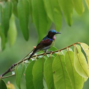 Red-throated Sunbird - Sepilok