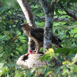 Wallace's Hawk-eagle with Kill - Sepilok