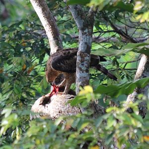 Wallace's Hawk-eagle with Kill - Sepilok