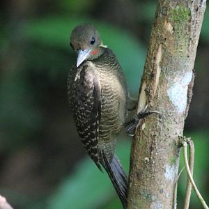 Buff-necked Woodpecker - Sepilok