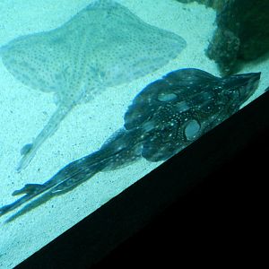 Raja undulata & Raja microocellata