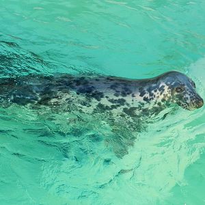 Grey Seal