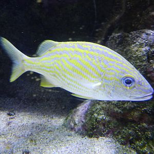 Haemulon flavolineatum