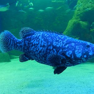 Epinephelus lanceolatus