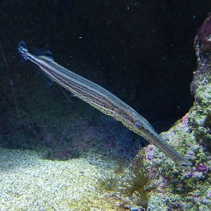 Aulostomus maculatus