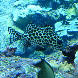 Plectorhinchus chaetodonoides