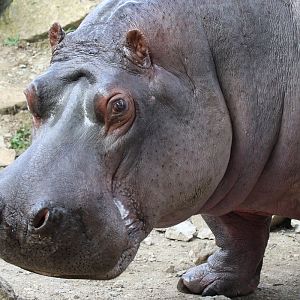 Hippopotamus at Flamingo Land 15/09/2018