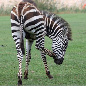 Grant's Zebra foal at Flamingo Land 15/09/2018