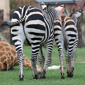 Grant's Zebra and foal at Flamingo Land 15/09/2018