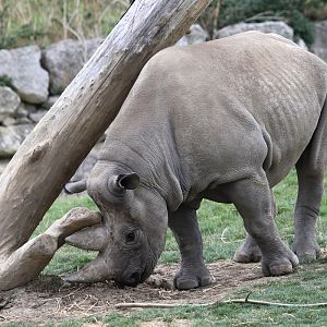 Black Rhino at Flamingo Land 15/09/2018