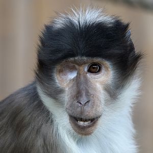 White-crowned Mangabey at Flamingo Land 15/09/2018