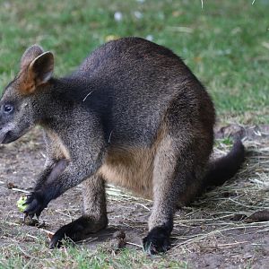 Swamp Wallaby at Flamingo Land 15/09/2018