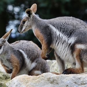 Yellow-footed Rock Wallaby at Flamingo Land 15/09/2018