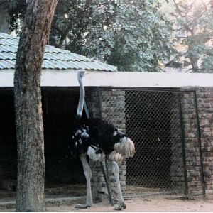 Ostrich - Lahore Zoo 2000-2001