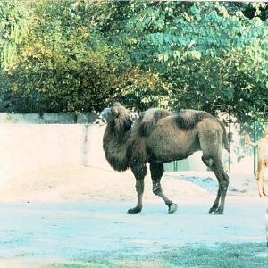 Bactrian camel - Lahore Zoo 2000-2001