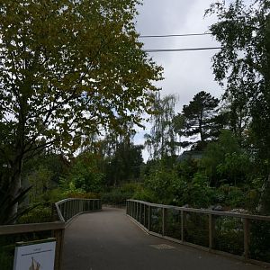 Orangutan and gibbon crossover, September 2018