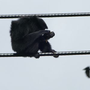 Siamang gibbon, September 2018