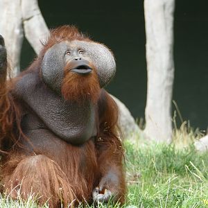 Male Bornean orangutan, September 2018