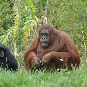 Female Bornean orangutan and Siamang, September 2018