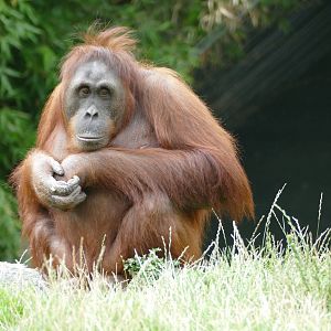 Female Bornean orangutan, September 2018