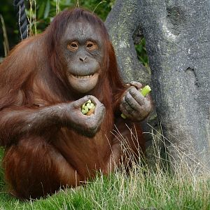 Female Bornean orangutan, September 2018