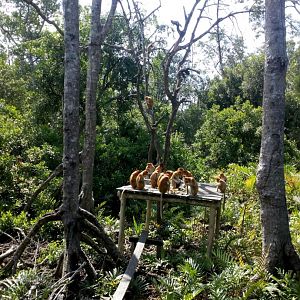 Wild Proboscis Monkey Feeding Platform - Labuk Bay