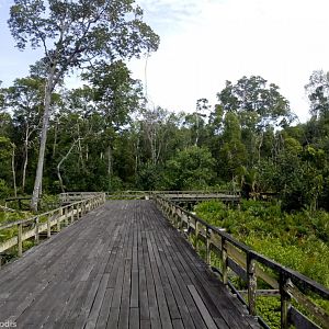 Viewing Area For Proboscis Feeding - Labuk Bay
