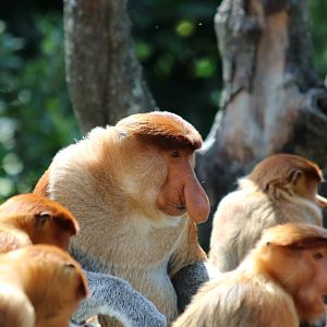 Proboscis Monkeys on Feeding Platform - Labuk Bay