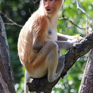 Female Proboscis Monkey - Labuk Bay