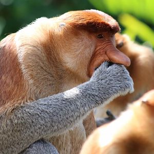 Male Proboscis Monkey - Labuk Bay