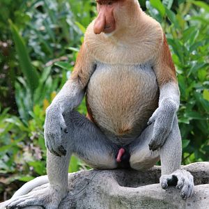Male Proboscis Monkey - Labuk Bay
