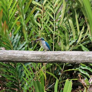 Collared Kingfisher - Labuk Bay