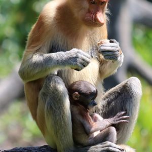 Proboscis Monkey Female with Baby - Labuk Bay