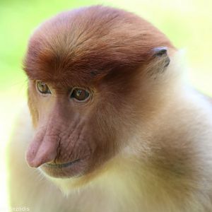 Young Proboscis Monkey - Labuk Bay