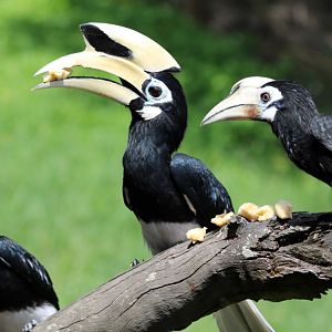 Oriental Pied Hornbills - Labuk Bay