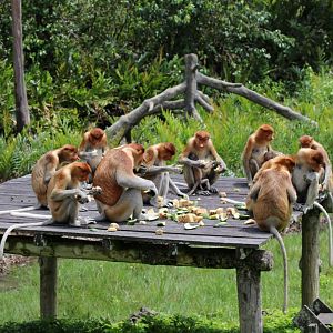 Proboscis Monkeys at Feeding Station - Labuk Bay