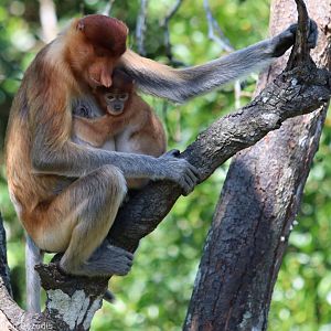 Proboscis Monkey Female with Baby - Labuk Bay