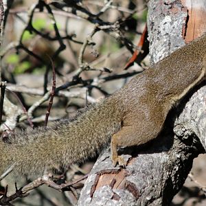Plantain Squirrel - Labuk Bay