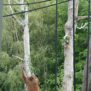 Bornean orangutans and Siamang, September 2018