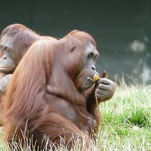Female Bornean orangutans, September 2018