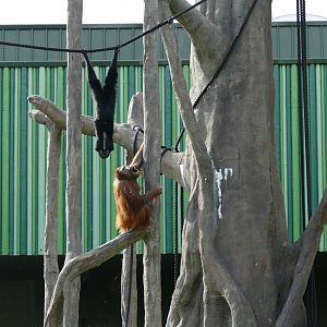 Gibbon/orangutan interaction, September 2018