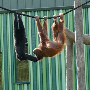 Orangutan/gibbon interaction, September 2018