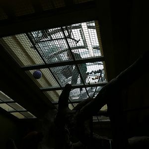 Feeding time in the orang house, September 2018