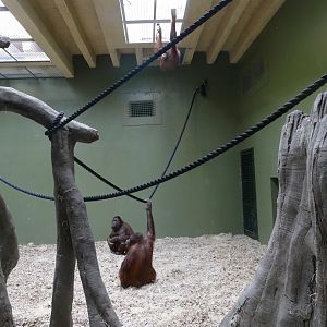 Orang house interior, September 2018